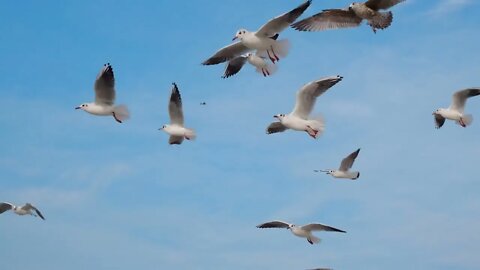 Seagulls and albatrosses soar in the sky in slow motion and scream, close up video of the flying bir