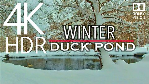 Dolby Vision 4K HDR Nature Video - "Winter Window To A Snowy Duck Pond" Nature's Calling