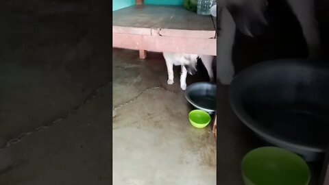 Our livestock guardian dog and puppy alert to something and shows up in a flash #shorts #puppy #dogs