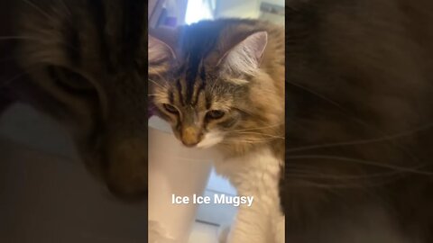 Cat LOVES Ice