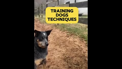 Trained dog 🐕 | smart dog 🐶 | Dog techniques you must know