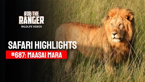 Safari Highlights #687: 10 April 2022 | Lalashe Maasai Mara | Latest Wildlife Sightings