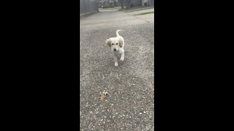 Cute puppy walking clip🥰🐶