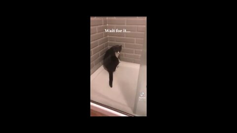 Best of Tiktok 2022 Funny and Cute Cats Compilation 😹😻