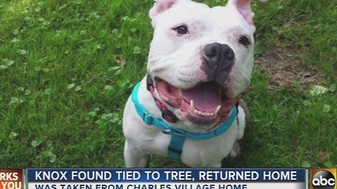 Knox the pitbull found safe