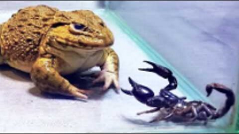 Amazing!! Asian Bullfrog Fight With Big Black Scorpion! Warning Live Feeding