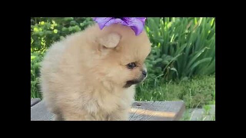 Cute And Funny Dogs Video 02