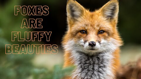 Foxes are fluffy beauties