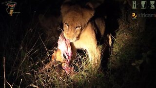 Daughters Of The Mapogo Lions - Rebuilding The Othawa Pride - 39: Impala For Dinner