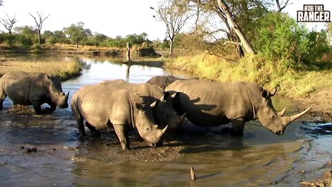 Southern White Rhinoceros Family | Archive Footage