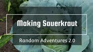 Making Sauerkraut Short - #short #shorts #shortvideo #shortsvideo