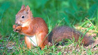 Last Footage of the Cautious Red Squirrel. What is This Guy Eating?