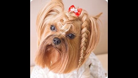 Dog on braids