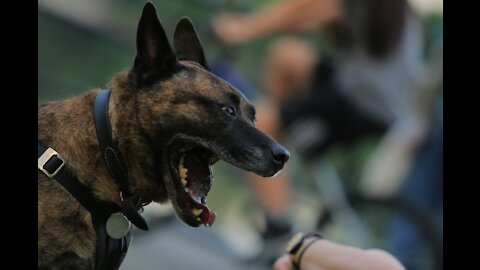 A Few Training Steps To Make Dogs Become Fully Aggressive