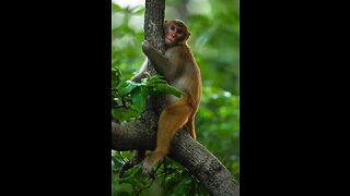 Some monkey to smart 🤓 || funny monkey
