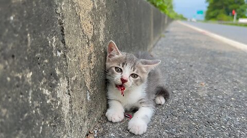 Stray kitten on the highway has a dangerous accident if it is not rescued in time