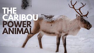 The Caribou Power Animal