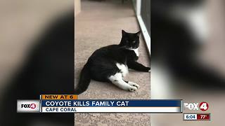 Coyote kills family cat on Christmas in Cape Coral