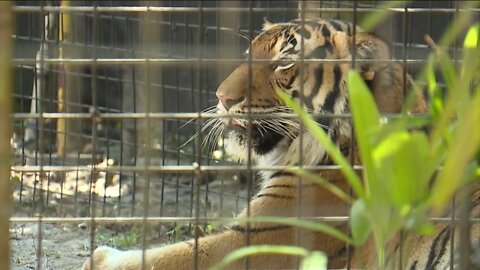 FWC to discuss rule about reporting injuries from captive wildlife