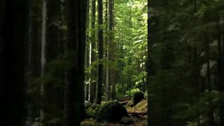 *NEW* Walk In The Forest Relaxation & Meditation Music| Fall Asleep Instantly| #shorts