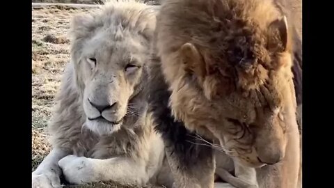 Stunning Lions chilling - Daily Dose of Nature