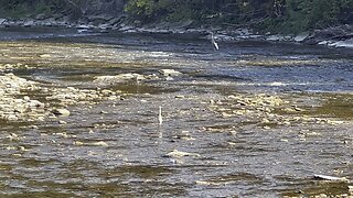 White Egret & Great Blue Heron fishing