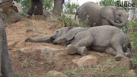 Sleepy Elephants On A Hill