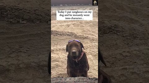 🤣 🐶 You did this to me 😅🐕‍🦺| #Funny #dog #shorts
