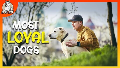 Most Amazing Loyal Dog Breeds You Must Know About