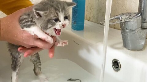 Watch this cat’s reaction when they turn on the shower: My favorite shower apps