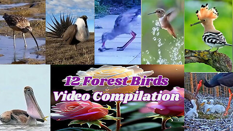 12 Forest Birds Video Compilation