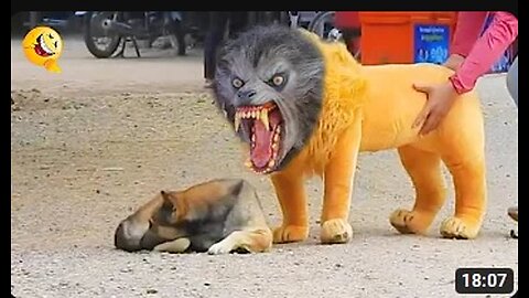 Troll Prank Dog Funny & fake Lion and Fake Tiger Prank To dog & Huge Box Prank to dog