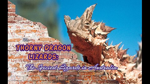Thorny Dragon Lizards: The Spiciest Lizards in Australia