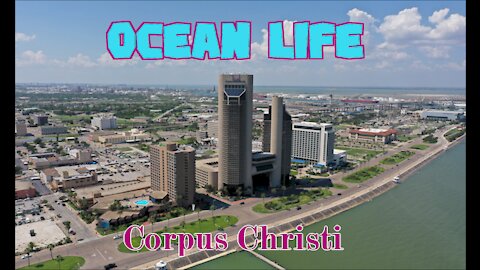 Ocean Life – Corpus Christi Texas | 4k DrOne, Padre Island