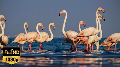 Stunning Water Birds - Flamingo | Relaxation Music | Free Stock Footage | No Copyright