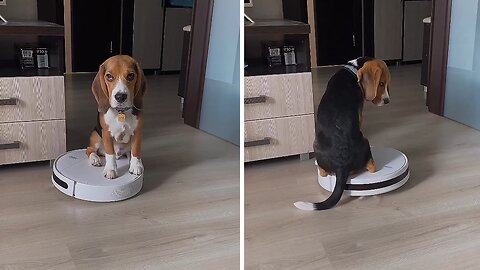 Uninterested Beagle Takes A Roomba Ride