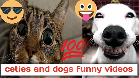 The Weird Story Behind funny animals videos 8 Amazing