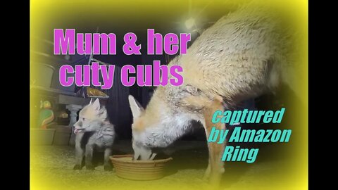 🦊 Cuty newborn friendly fox cubs and their mum eating and playing together