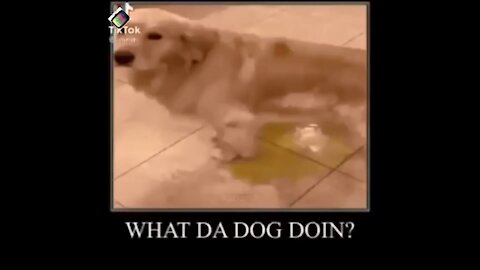 What The Dog Doing Meme Compilation
