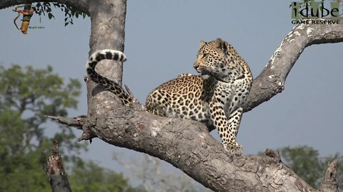 Leap Of Leopards - Mother And Cubs (28): Youngsters Alone