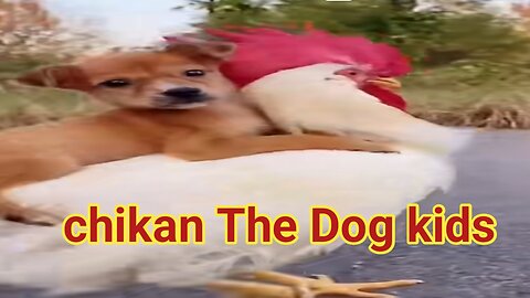 Chikan The Dog kids Raning funny video