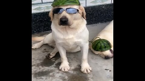 Cute dog wearing watermelon cap