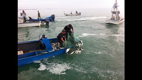 Cast Net Fishing Mullet Tampa Florida Before the Piney Point Fertilizer Plant Kill Off "#redtide "