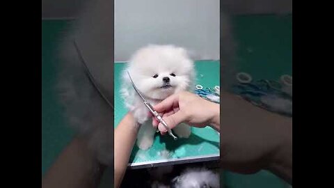 Cute & funny doogs jtik tok funny dog cute puppy video