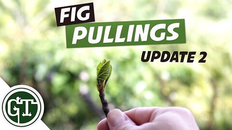 Planting Fig Suckers UPDATE #2 - Propagating Fig Trees
