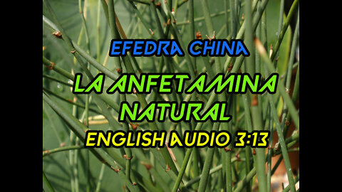 Efedra (Efedra Sinica) Investigacion ✅ "La Anfetamina Natural" "Natural Amphetamine" Medicina China