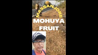 Mohua wine fruit & tree Massanjore @mithun Utpal banerjee#mohua wine#massanjoremohua