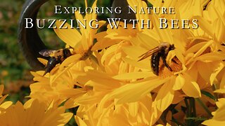 Vestiges of Summer: Bees Preparing for Winter | 4K & 5.1 | No Looping