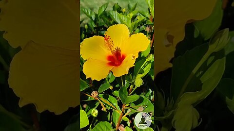 Bright & Beautiful Yellow Hibiscus Flower in Bloom - Calming Nature Sounds 🕊️ Shorts