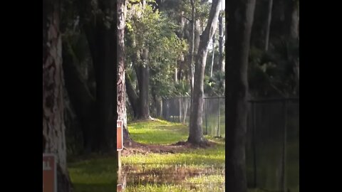 Dummitt Plantation Hill Ruins Ormond Beach Loop Florida